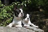 BOSTON TERRIER 222
